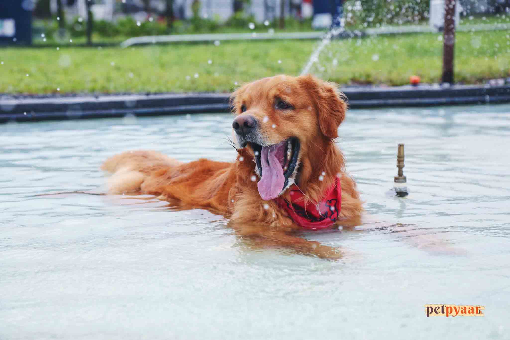 Introducing a Golden Retriever Puppy to Other Pets in India: Socializing Tips